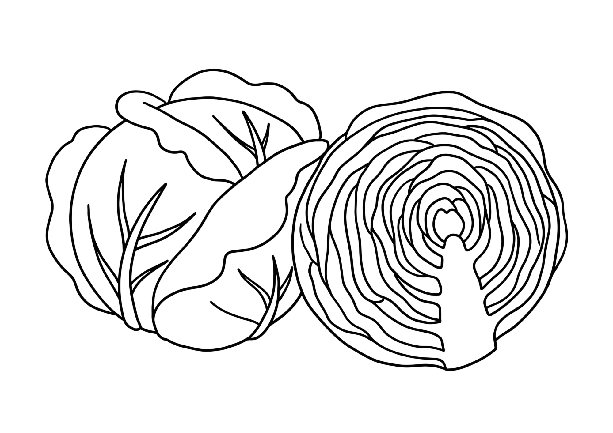 春キャベツの白黒塗り絵イラスト｜無料ダウンロードできる高齢者向けフリー画像素材