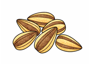 ひまわりの種（ヒマワリノタネ）の塗り絵 カラー見本