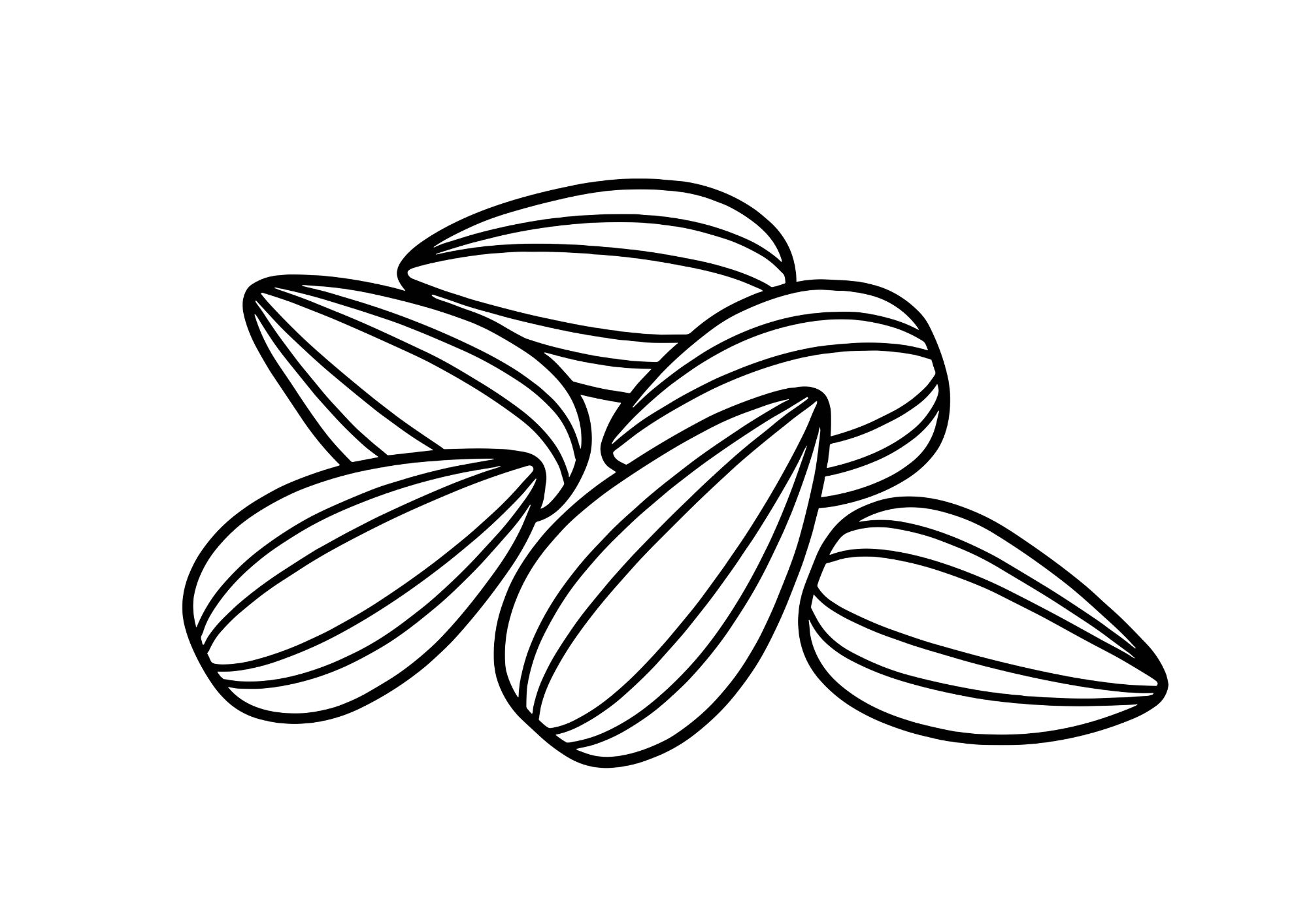 ひまわりの種の塗り絵イラスト 白黒