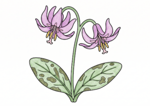 カタクリ（片栗）の塗り絵 カラー見本 春の野山に咲く淡紫色の花