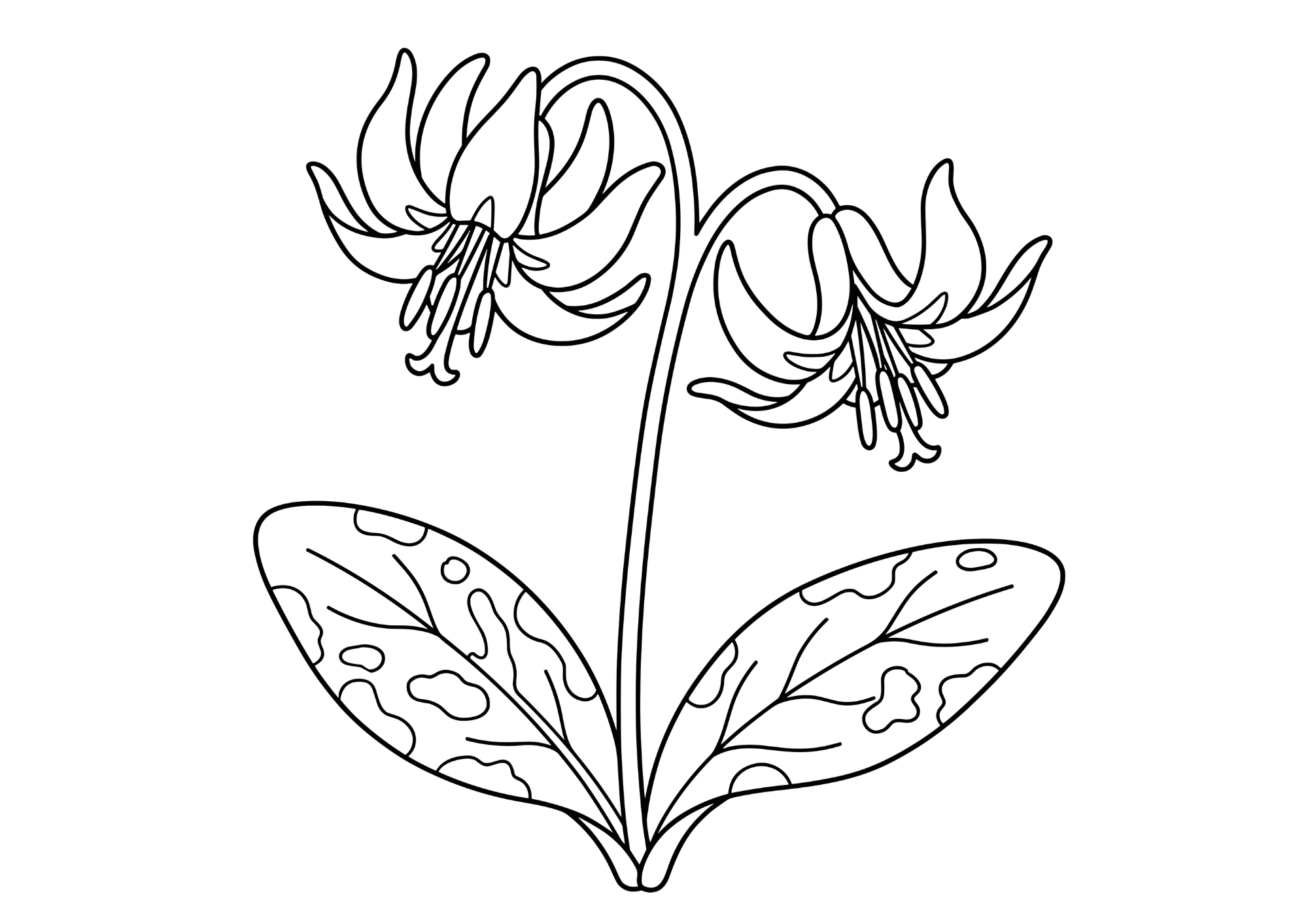 カタクリ（片栗）の塗り絵 白黒 無料印刷用 壁面飾り対応