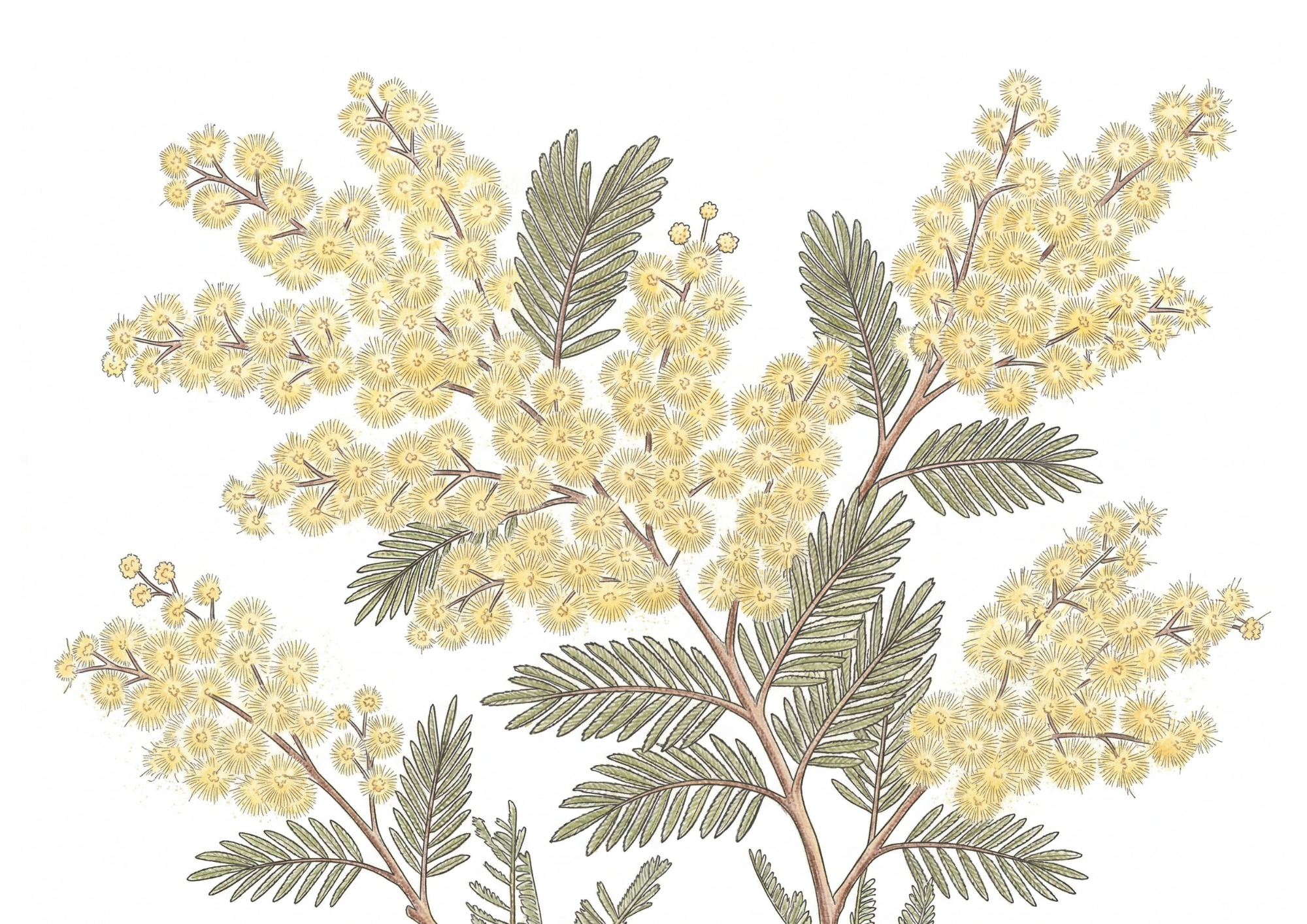 ミモザの塗り絵イラスト カラー見本｜春の花 大人・高齢者向け 無料ダウンロード