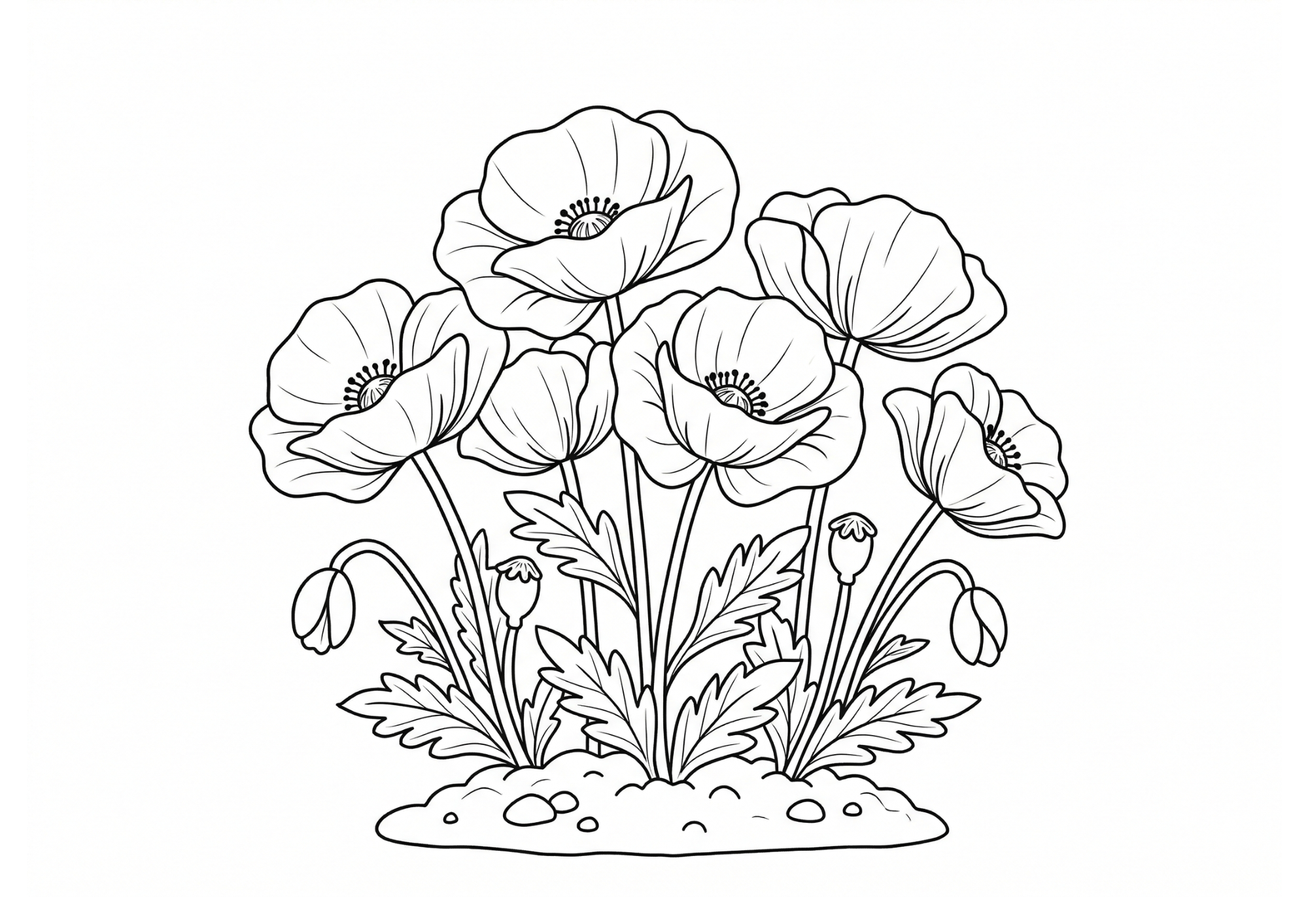 ポピーの塗り絵 白黒イラスト 無料ダウンロード 塗り絵素材 フリー画像 春の花