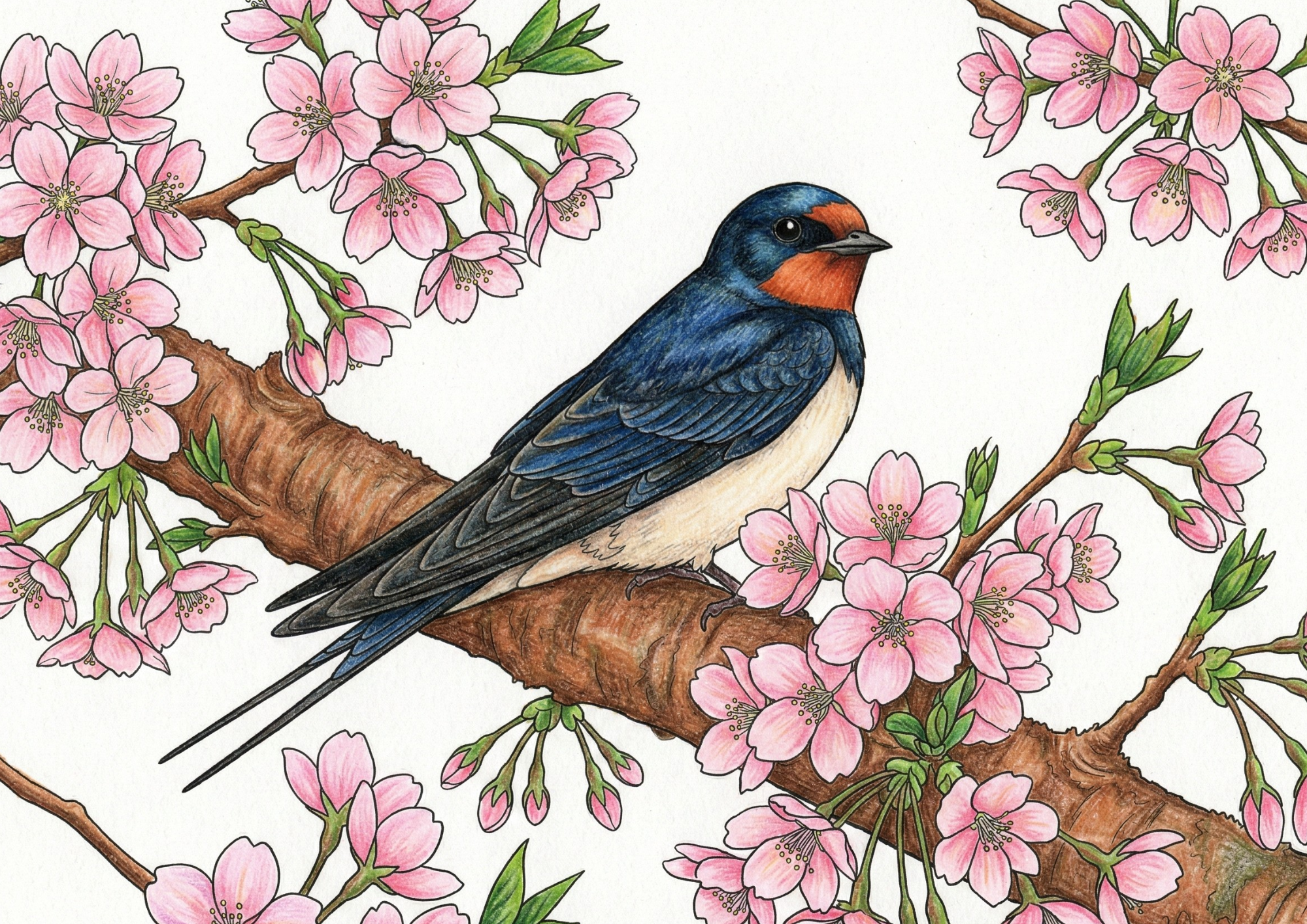桜とつばめの無料塗り絵イラスト素材｜大人向け春のフリー画像ダウンロード