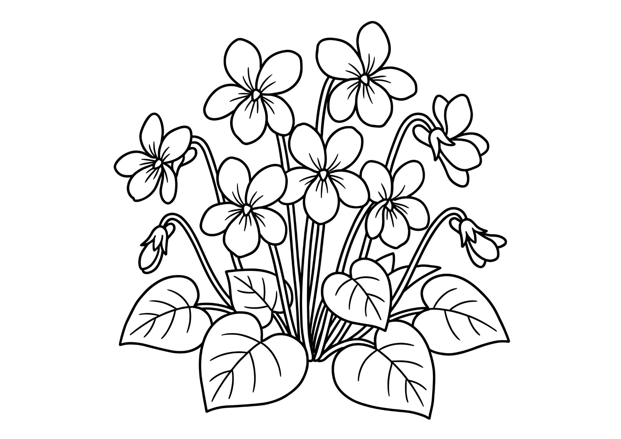 スミレ（菫）の塗り絵 白黒 無料印刷用 壁面飾り対応