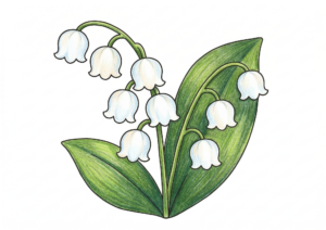 スズランの塗り絵イラスト 白黒 無料ダウンロード 印刷用 大人向け