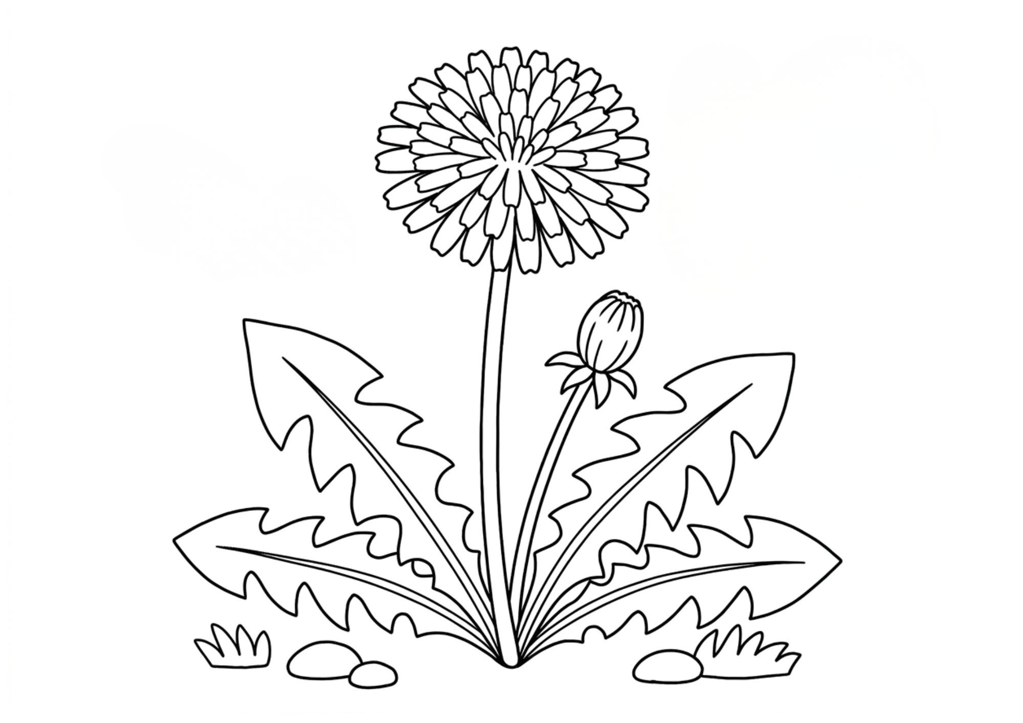 蒲公英（タンポポ）の花の塗り絵 白黒線画