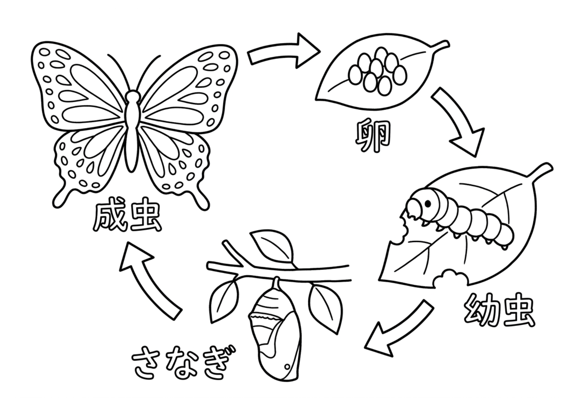 チョウの完全変態の塗り絵 白黒 無料印刷用