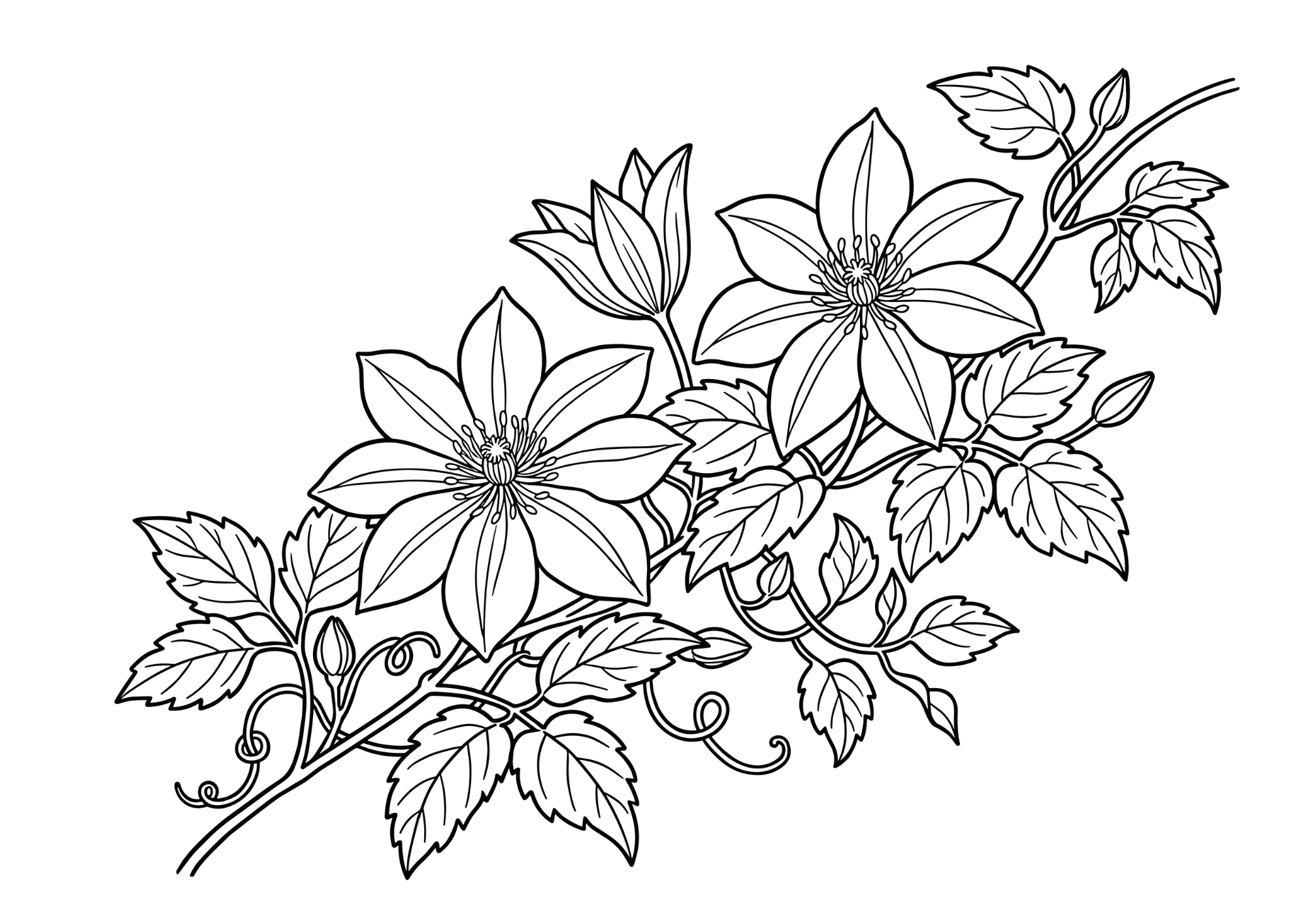 クレマチスの塗り絵 白黒 無料印刷用