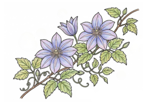 クレマチスの塗り絵 白黒 無料印刷用