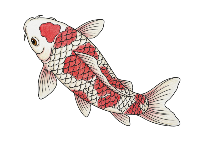 錦鯉の塗り絵イラスト｜大人・高齢者向け 無料ダウンロード（塗り絵フリー画像素材）