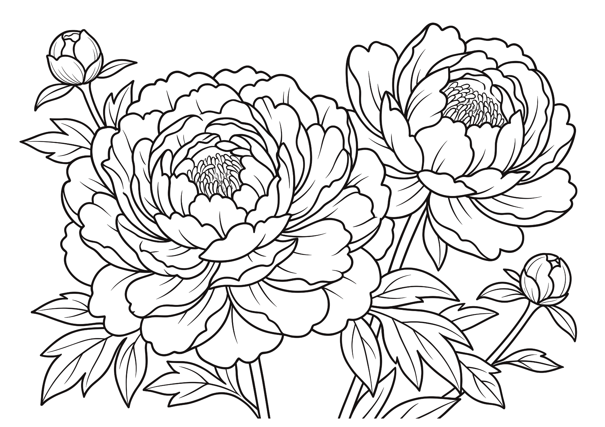 芍薬（シャクヤク）の塗り絵イラスト 白黒線画｜無料ダウンロード・印刷用ぬりえ