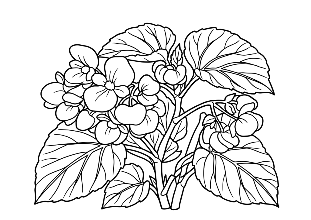 ベゴニアの塗り絵 白黒 印刷用