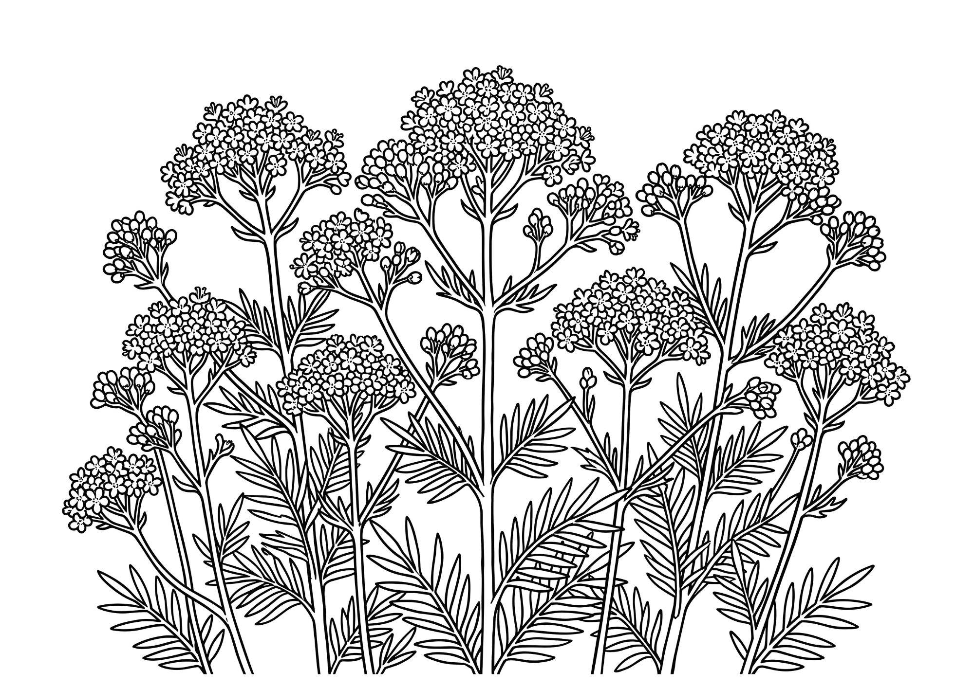 オミナエシ（女郎花）の塗り絵 白黒 印刷用