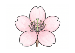 サクラの花の塗り絵 カラー見本