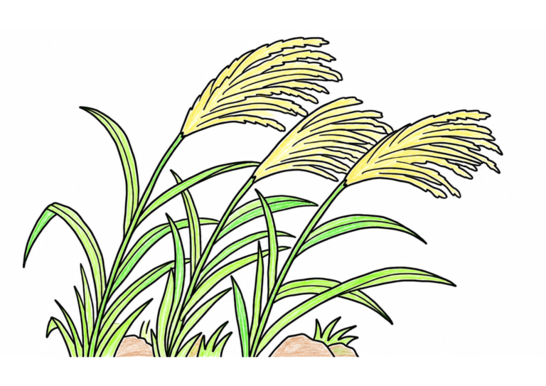 ススキ（薄）の塗り絵イラスト