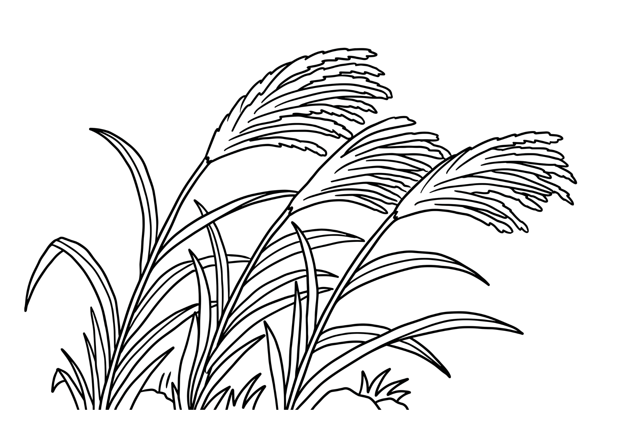 ススキ(薄)の塗り絵 白黒 印刷用