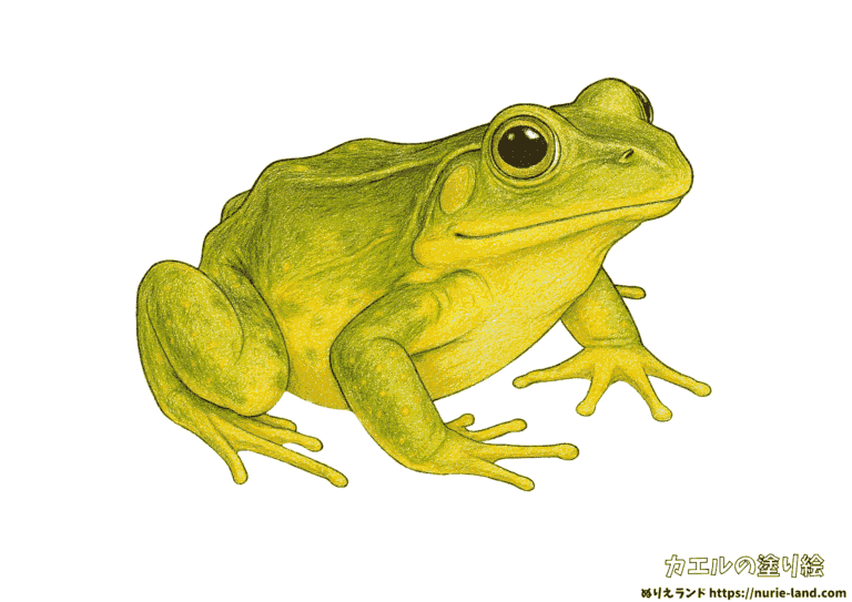 カエルの塗り絵イラスト