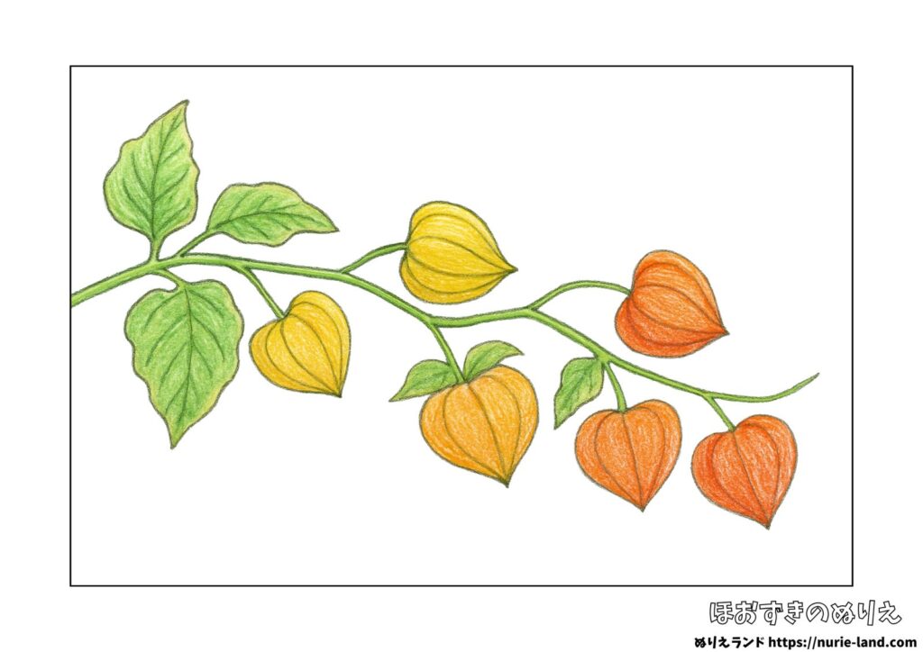 秋の花・ホオズキの塗り絵イラスト カラー見本（無料・印刷OK）