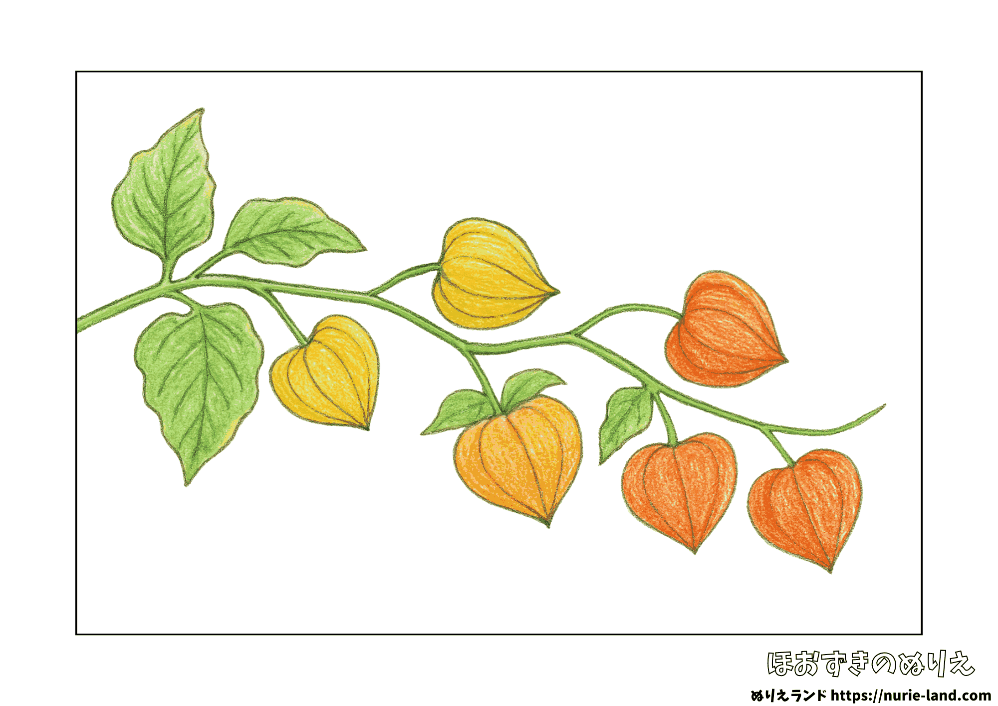 秋の花・ホオズキの塗り絵｜8月のお盆にもぴったりな高齢者向け無料素材
