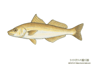 シロギスの塗り絵｜初夏の白身魚を丁寧に彩ろう｜高齢者向け無料ダウンロード