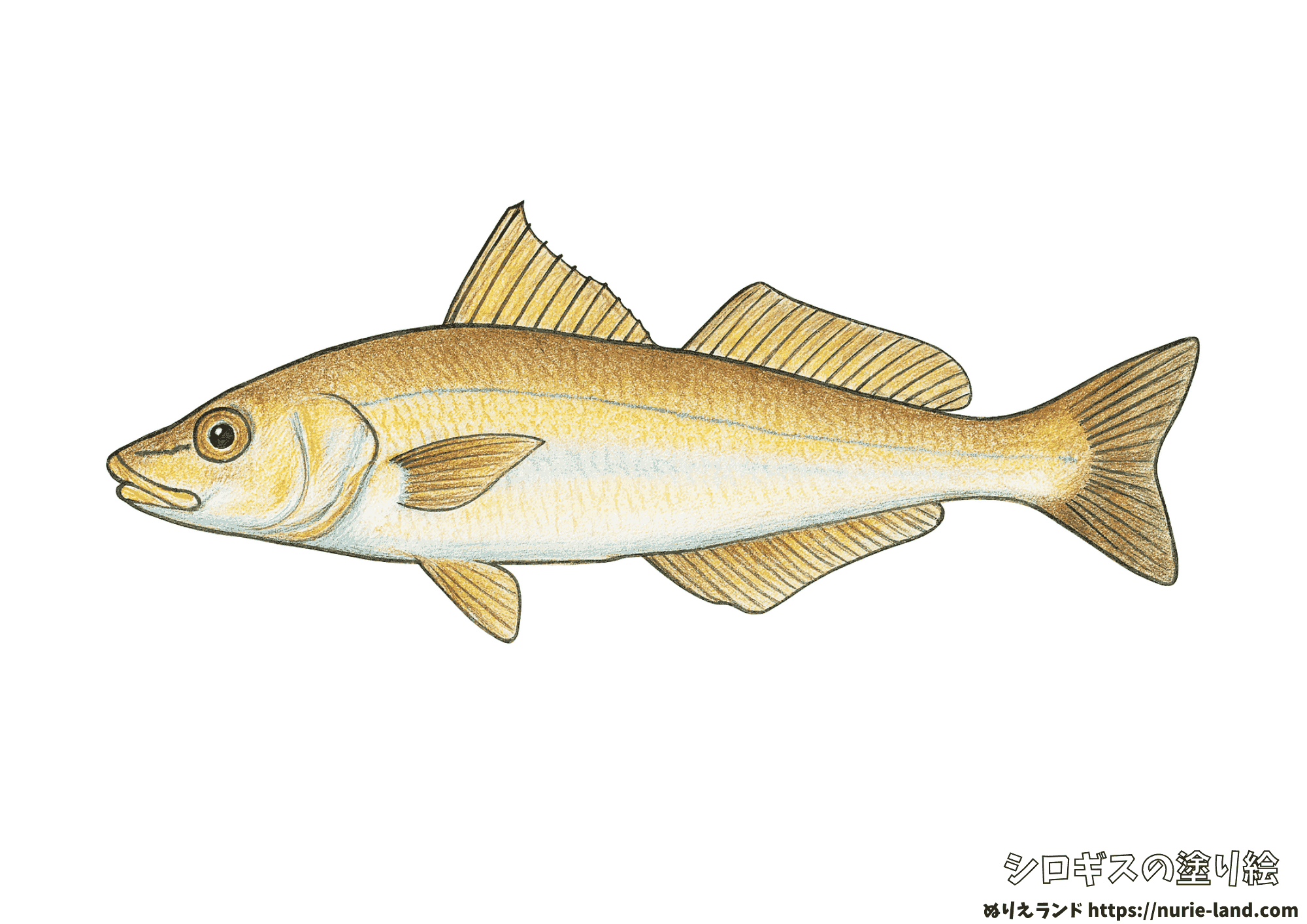 シロギスの塗り絵|初夏の白身魚を丁寧に彩ろう|高齢者向け無料ダウンロード