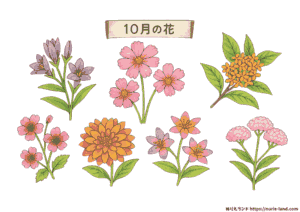 10月の花 塗り絵（高齢者向け）｜秋を感じる7種の植物を無料ダウンロード