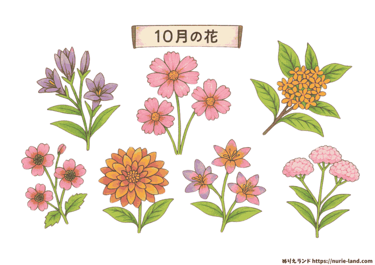 10月の花 塗り絵の塗り絵イラスト