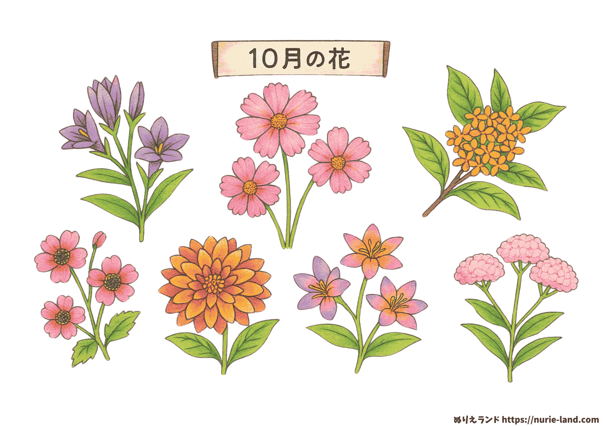 10月の花 塗り絵(高齢者向け)|秋を感じる7種の植物を無料ダウンロード