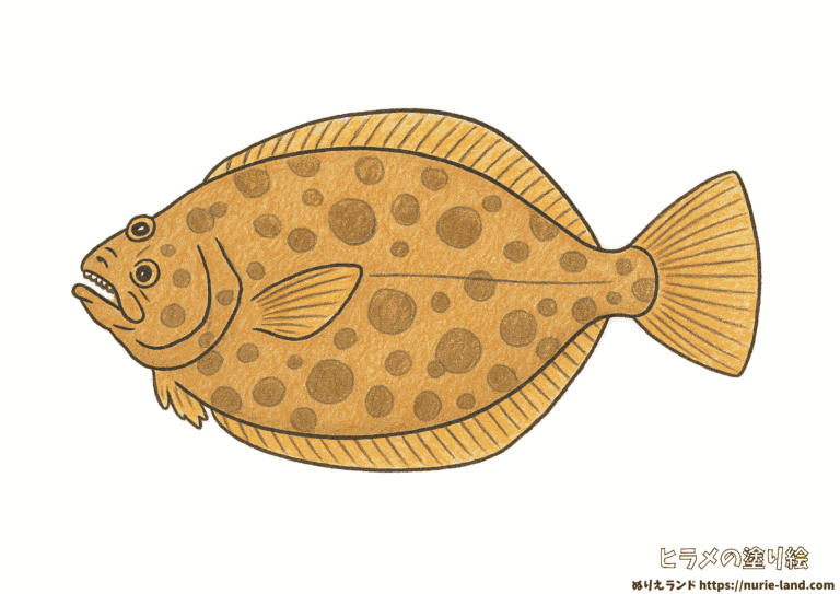 ヒラメの塗り絵イラスト