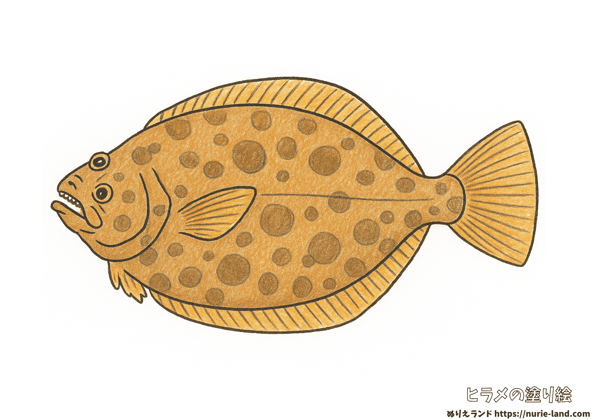 ヒラメの塗り絵|リアルな姿を丁寧に彩ろう|高齢者向け見本付き無料ダウンロード
