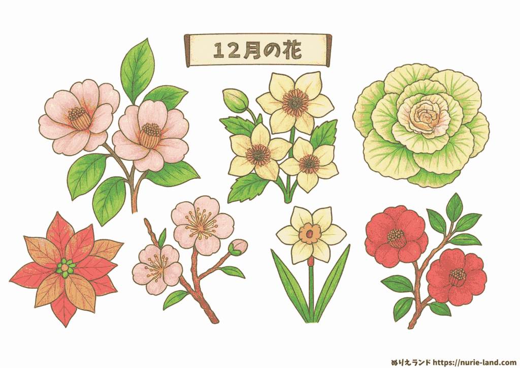 12月の花の塗り絵｜冬にぴったり高齢者向け無料ダウンロード素材