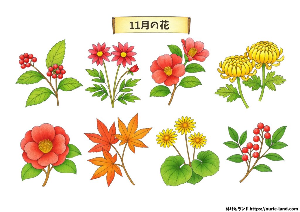 11月の花 塗り絵の塗り絵イラスト カラー見本（無料・印刷OK）
