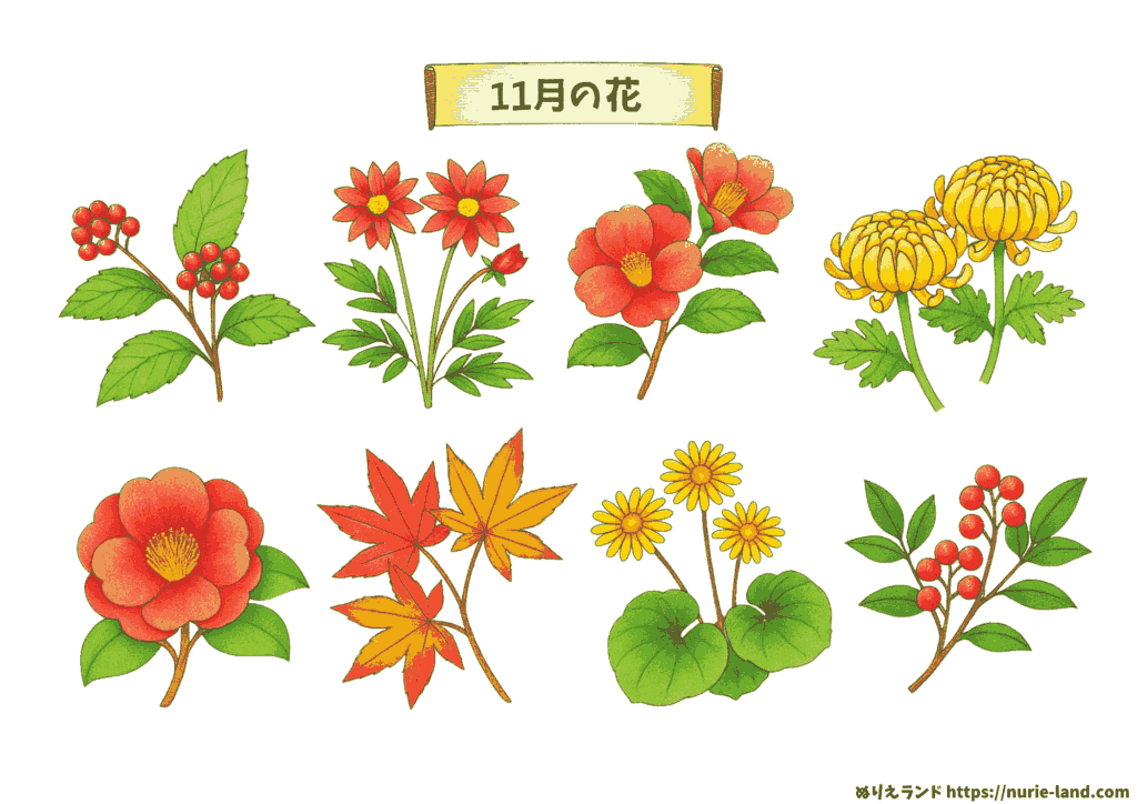 11月の花 塗り絵（高齢者向け）｜秋を感じる素材を無料ダウンロード