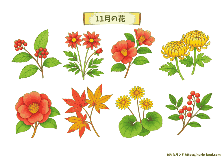 11月の花 塗り絵の塗り絵イラスト