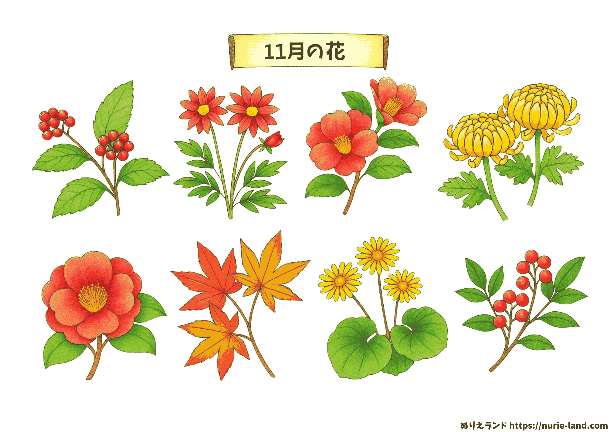 11月の花 塗り絵（高齢者向け）｜秋を感じる素材を無料ダウンロード