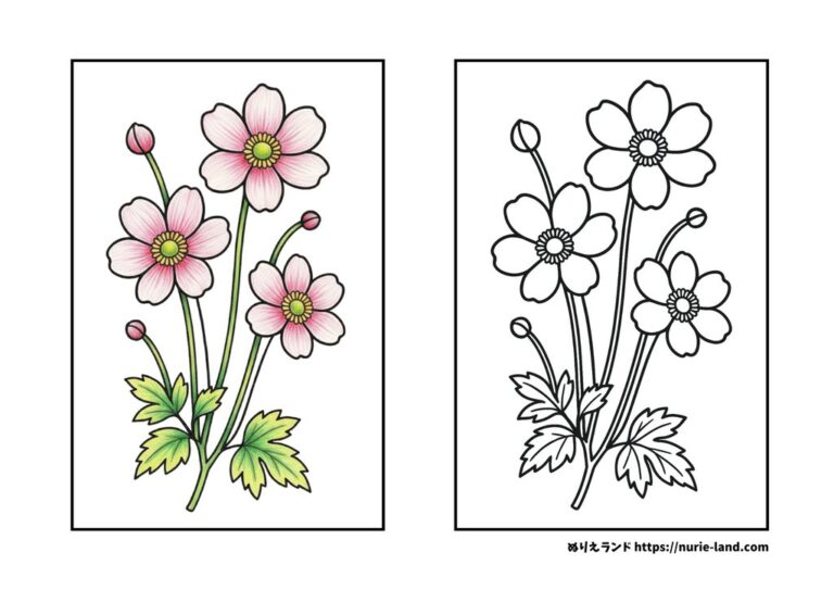 秋の花シュウメイギクの塗り絵素材|9月の季節を彩る|高齢者向け無料ダウンロード