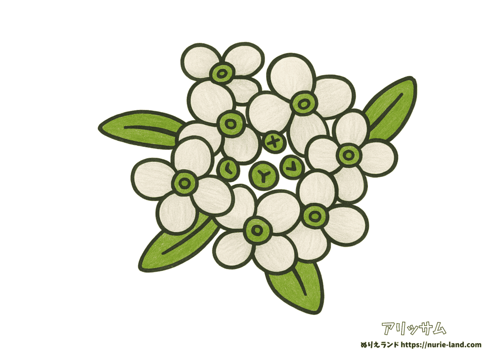 スイートアリッサムの塗り絵｜秋の小花をやさしく彩ろう｜高齢者向け見本付き無料ダウンロード