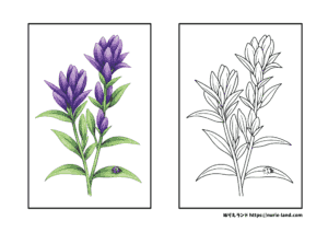9月の塗り絵｜リンドウの花／高齢者向け／繊細な線画で塗りごたえあり｜無料ダウンロード素材