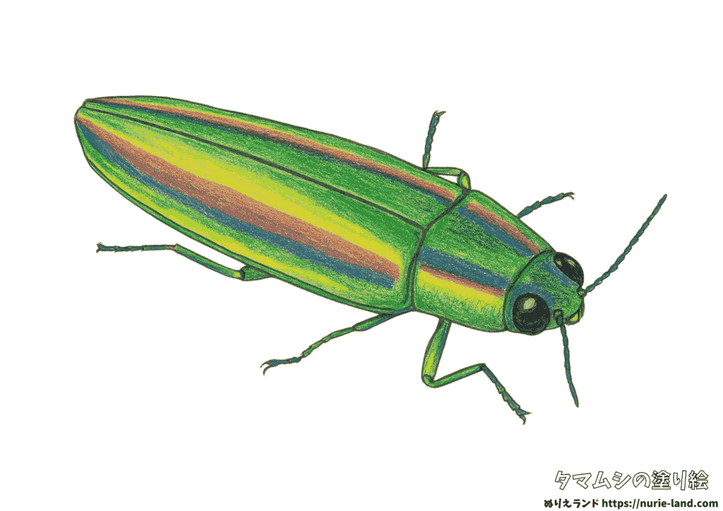夏の昆虫ぬりえ｜タマムシをリアルに描こう｜簡単見本付き無料ダウンロード