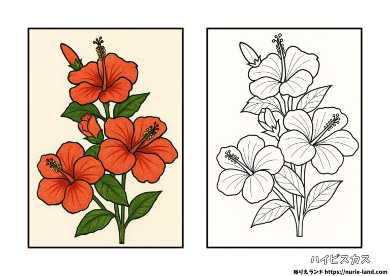 ハイビスカスの塗り絵(見本付き)|8月の花を楽しく彩る|高齢者向け無料ダウンロード