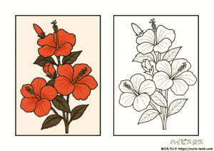 ハイビスカスの塗り絵（見本付き）｜8月の花を楽しく彩る｜高齢者向け無料ダウンロード