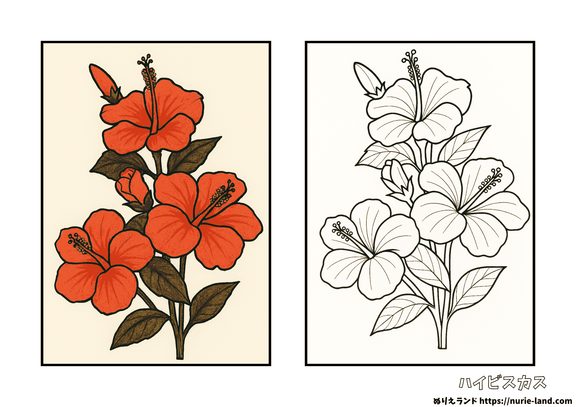 ハイビスカスの塗り絵(見本付き)|8月の花を楽しく彩る|高齢者向け無料ダウンロード