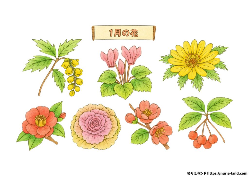 1月の花の塗り絵イラスト カラー見本（無料・印刷OK）