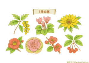 1月の花 塗り絵｜高齢者向け冬の花を無料プリントで楽しむ素材集