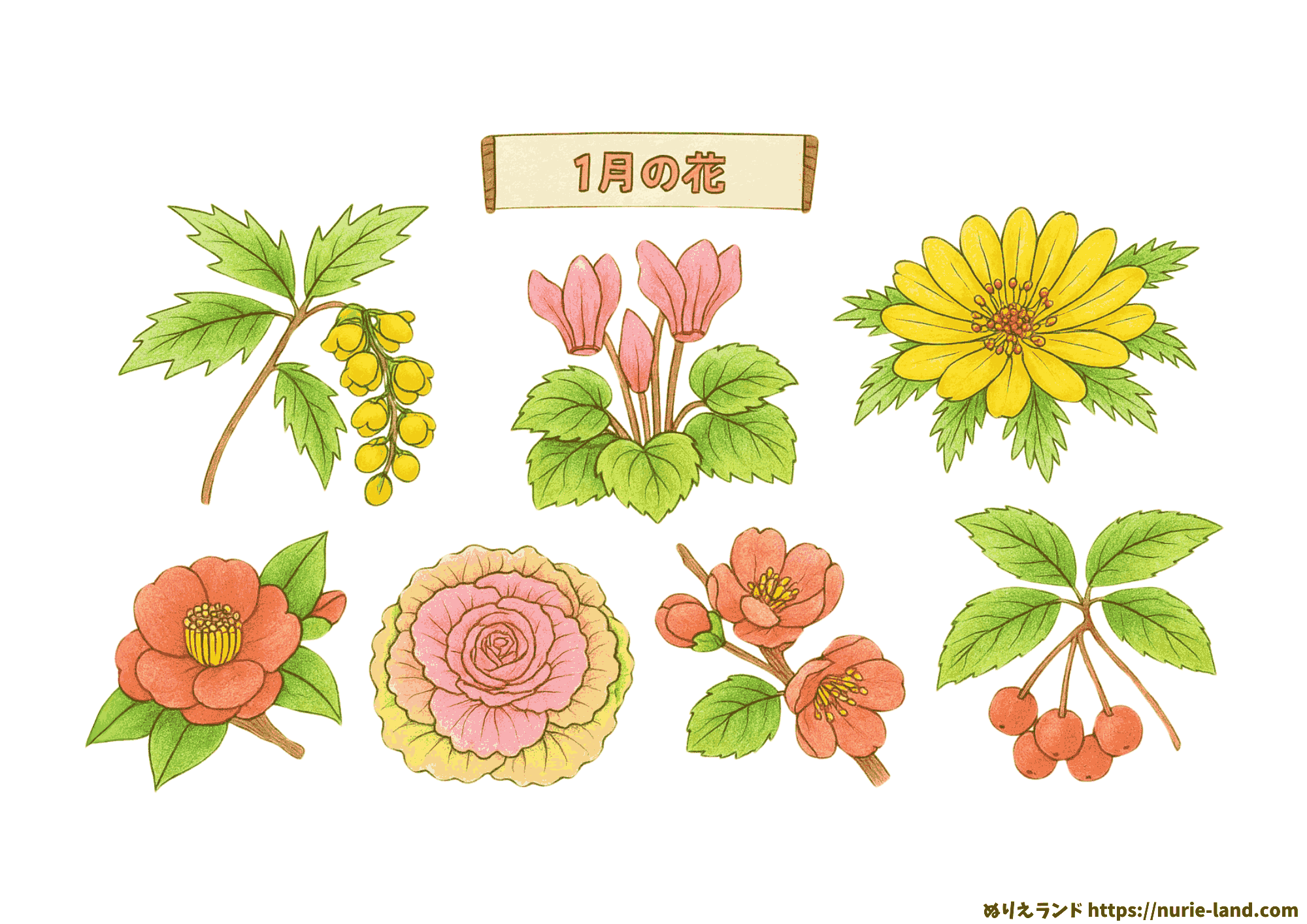 1月の花 塗り絵｜高齢者向け冬の花を無料プリントで楽しむ素材集