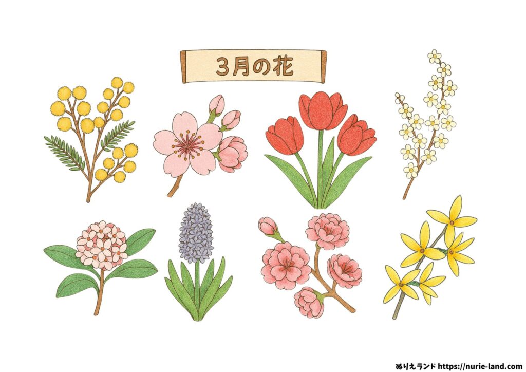 3月の花の塗り絵イラスト カラー見本（無料・印刷OK）