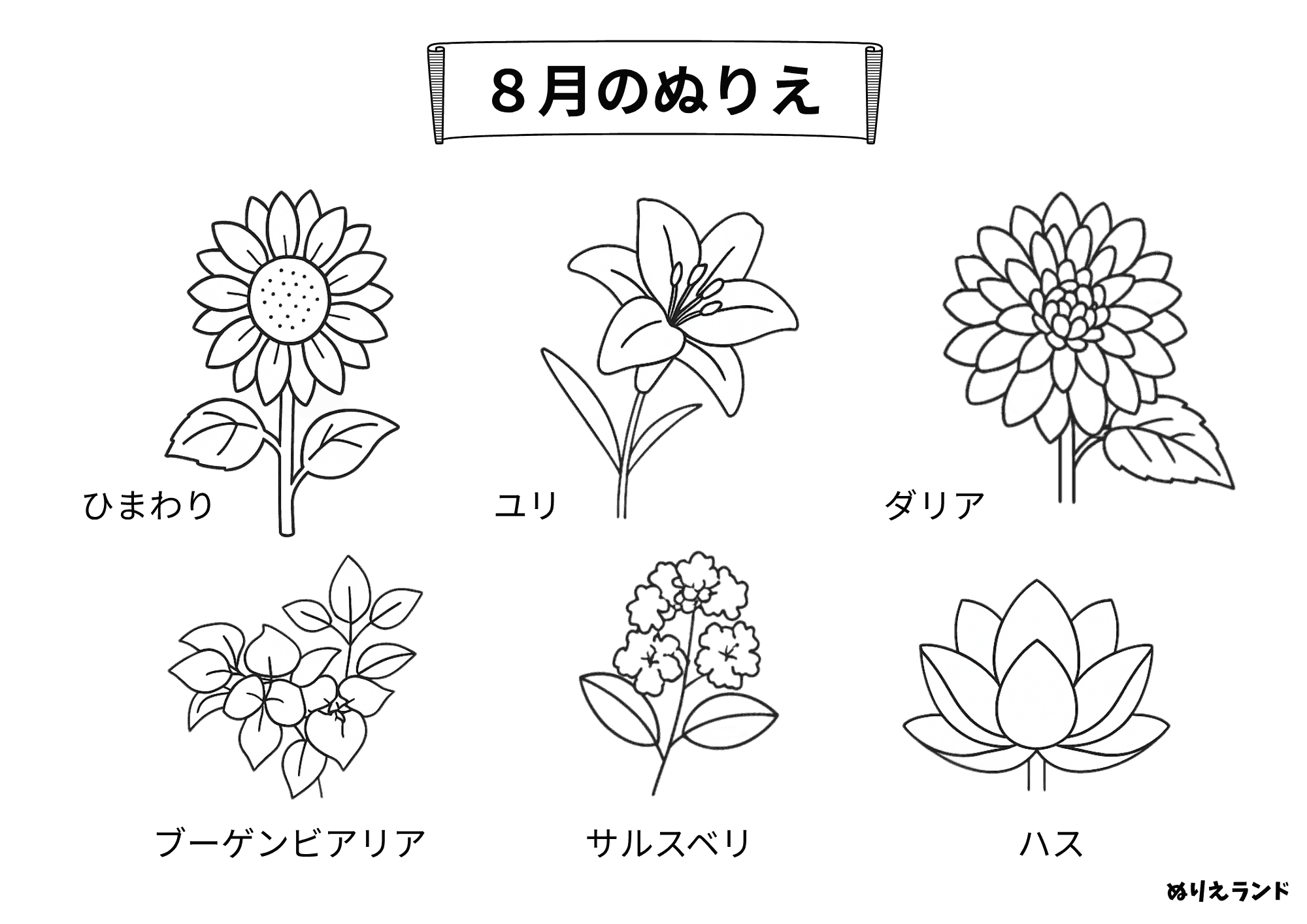 8月の花 塗り絵|高齢者も楽しめる!ひまわり・ユリ・蓮【無料ダウンロード】