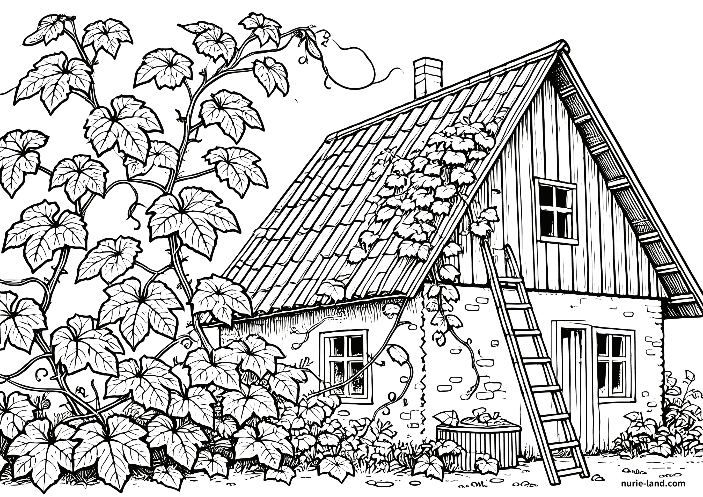 キュウリが屋根まで伸びているの塗り絵 簡単な高齢者用 プリントしてダウンロードできます