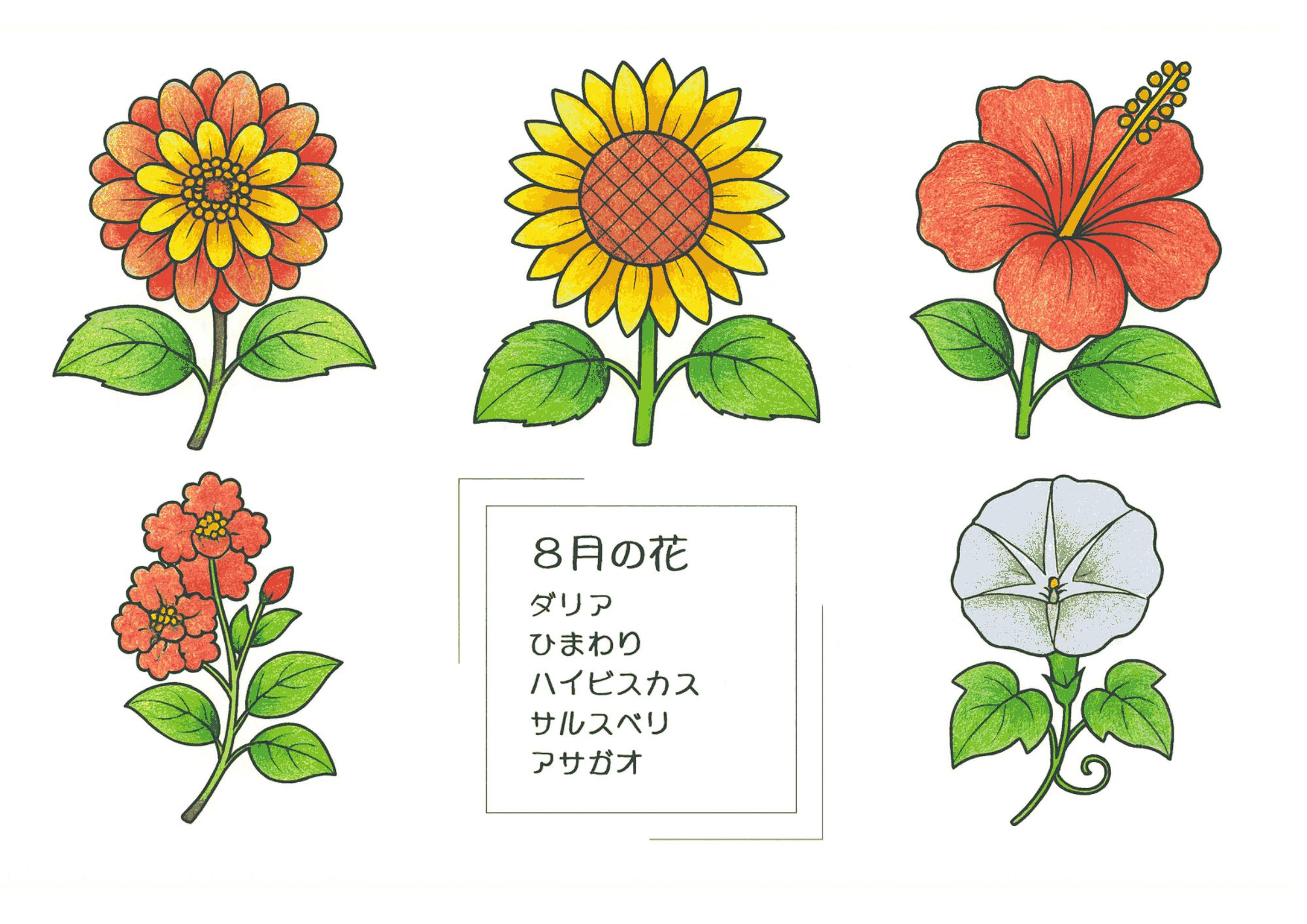 8月の花のぬりえ|ダリア・ひまわり・ハイビスカス・サルスベリ・アサガオを色鉛筆風に彩色|高齢者向け無料ダウンロード素材